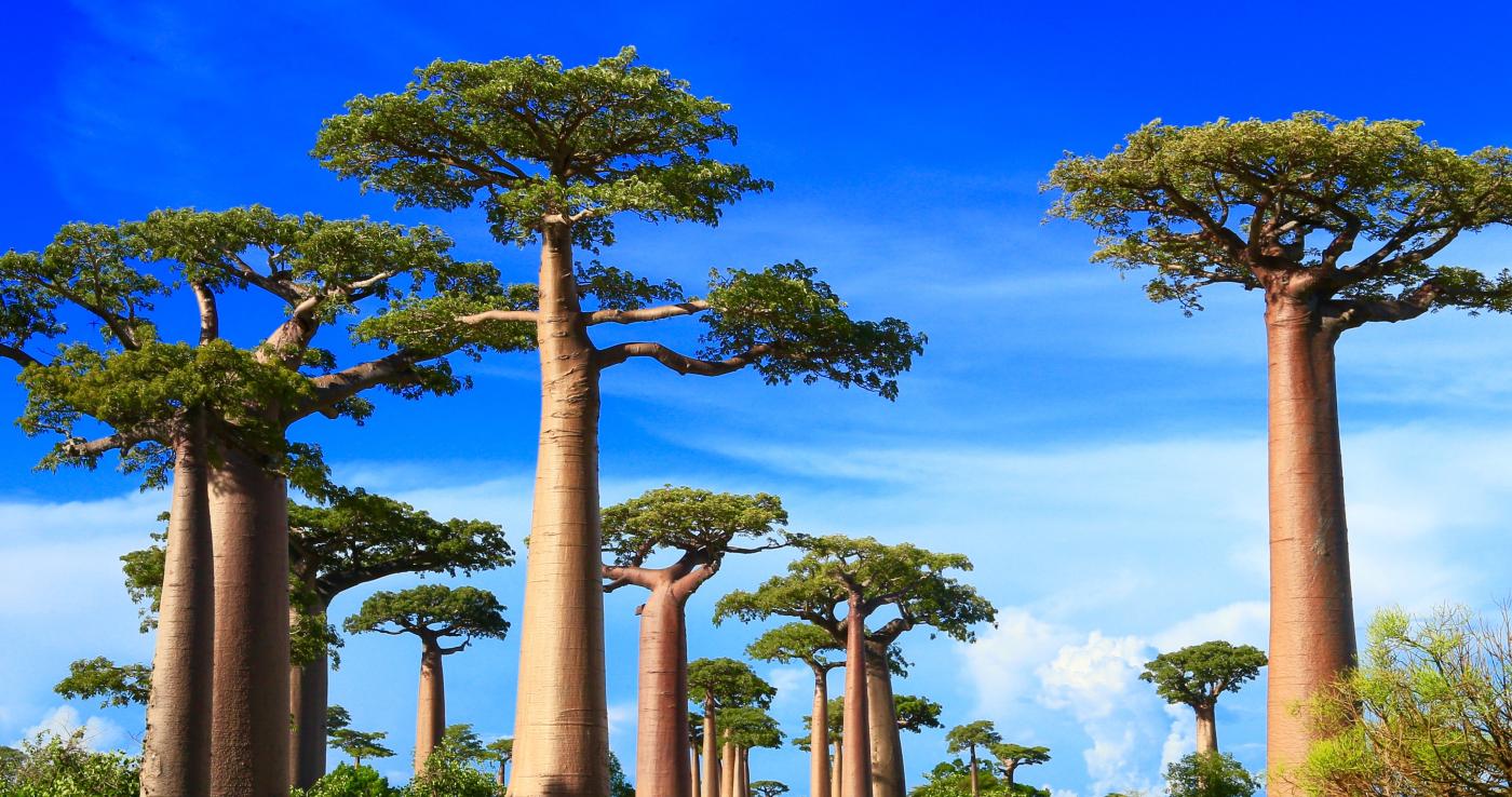 A picture of a Baobab tree.